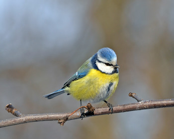 Blaumeise / ***