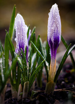 überwintert ... / ***