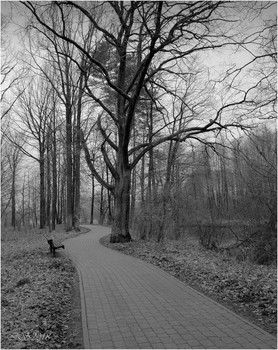 Old Oak / **-