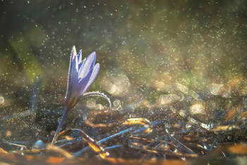 Frühling / ***