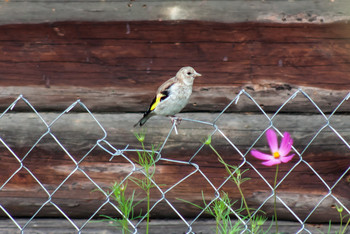 Guest. / ***