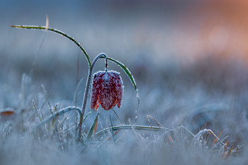 **Schachbrettblume* / Jede Blume ist ein kleines Wunder