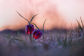 Im letzten Abendlicht / Schachbrettblume im letzten Abendlicht