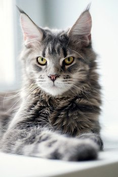 Cat\'s Portrait / ...