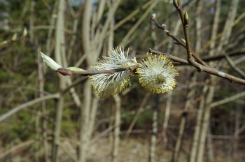 Frühling Geschichte / ***