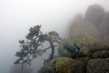 Pine Koch / ***