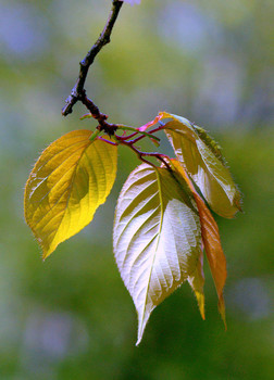 Erste Green / ...