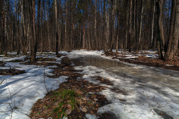 Frühling / photo