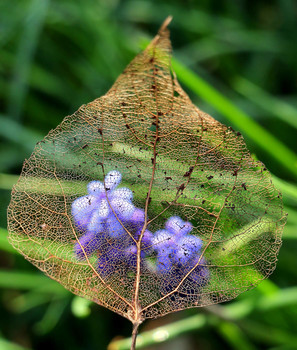 Geist Herbst / ***