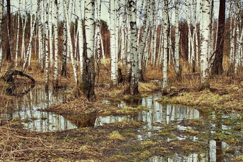 Frühlingswald. / ***