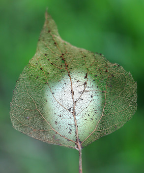 Geist Herbst / ***