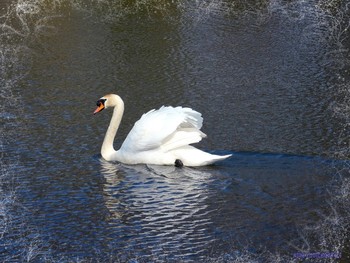 Schwan / ***