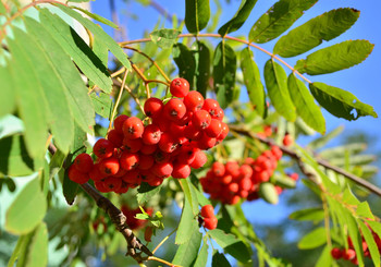 Die Erinnerung an den Herbst / ***
