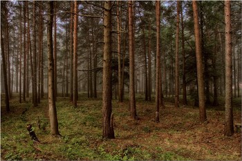 Nebliger Morgen / ***
