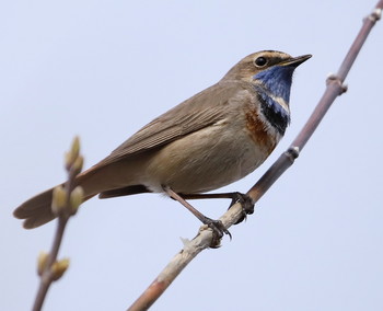 Blaukehlchen / ***