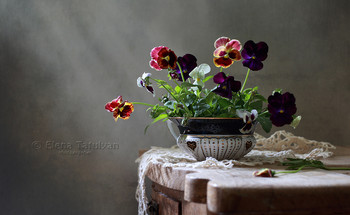 Pansy / ***