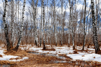 Spring Forest / ***