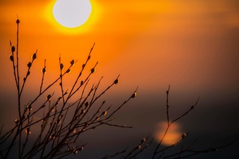 Palmsonntag / ***