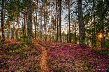 Wandern in den Frühling / Wandern bei der Erika Blüte