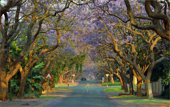 Allee / ***
