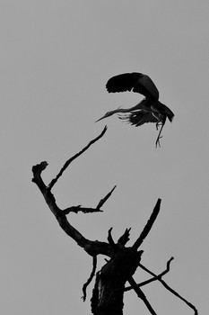 Vogelbeobachter / ***