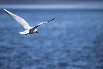 Flug / ***