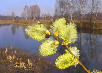 Frühling Etüde. / ***