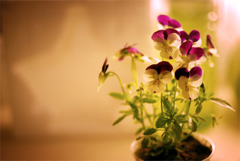 Viola / ***