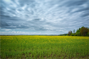 Rapsfeld / ***