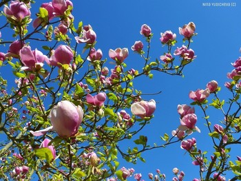 Magnolienbaum / ***