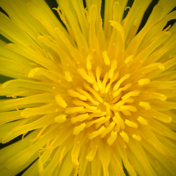 Taraxacum / ***