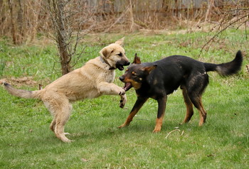 Freunde / ***