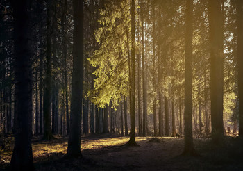 Mai ist der Wald / ***