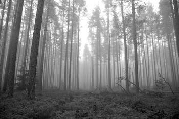 Oktober Nebel / ***
