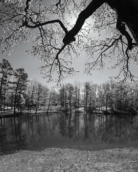 Frühling / ***