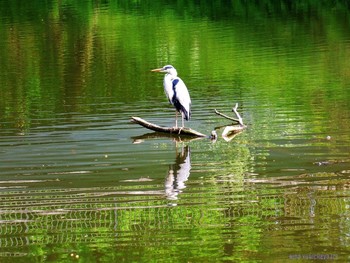Reiher / ***
