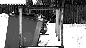Cat Squared / ***