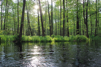 Forest River / ***