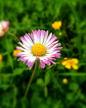 May Blossom / ***