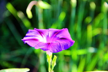 Morgenfrische / ***
