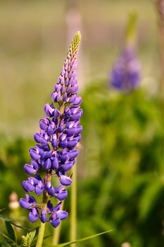 In dem Feld. / ***