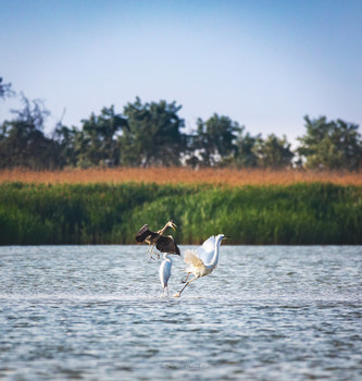 Ardea purpurea + Egretta garzetta / ***