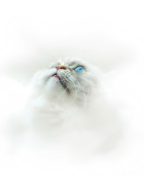 Dasha / ***