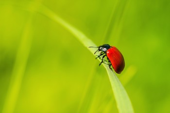 Käfer / ***
