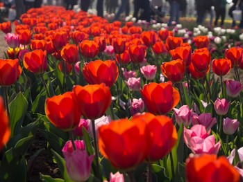 "Tulipani italiani" / ***