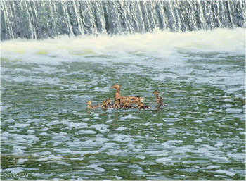 Am Wasserfall / ***