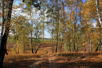 Im Herbstwald. / ***