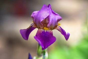 Iris / ***