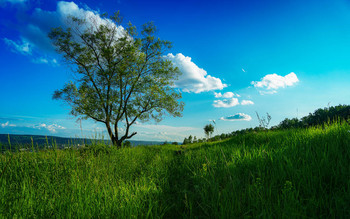 Baum / ***
