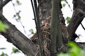 Familien / ***